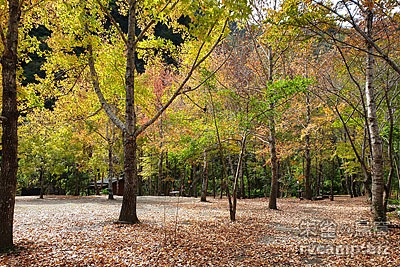 新竹尖石美樹營地 @定點露營